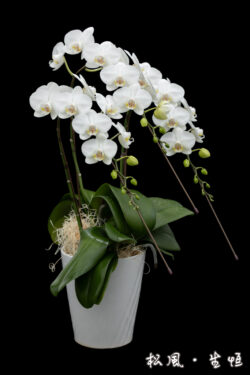 【ミディ胡蝶蘭】アマビリス (Amabilis) 3本立ち｜清楚で愛らしい白｜お祝い・誕生日・インテリアに人気の定番品種