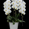 【頂級胡蝶蘭】V3 白大輪｜商務贈禮首選・開店祝い・就任祝い・純白優雅之作