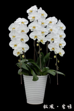 【頂級胡蝶蘭】V3 白大輪｜商務贈禮首選・開店祝い・就任祝い・純白優雅之作