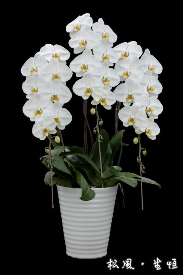 【頂級胡蝶蘭】V3 白大輪｜商務贈禮首選・開店祝い・就任祝い・純白優雅之作