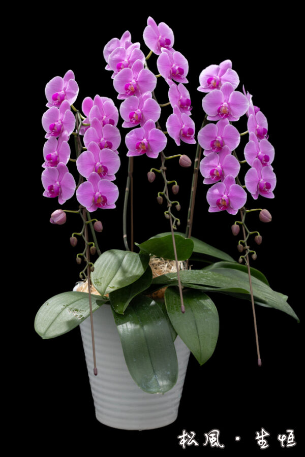 【ミディ胡蝶蘭】織姫 (Orihime) 3本立ち｜繊細なピンクのグラデーションが美しい、名前も愛らしい人気品種