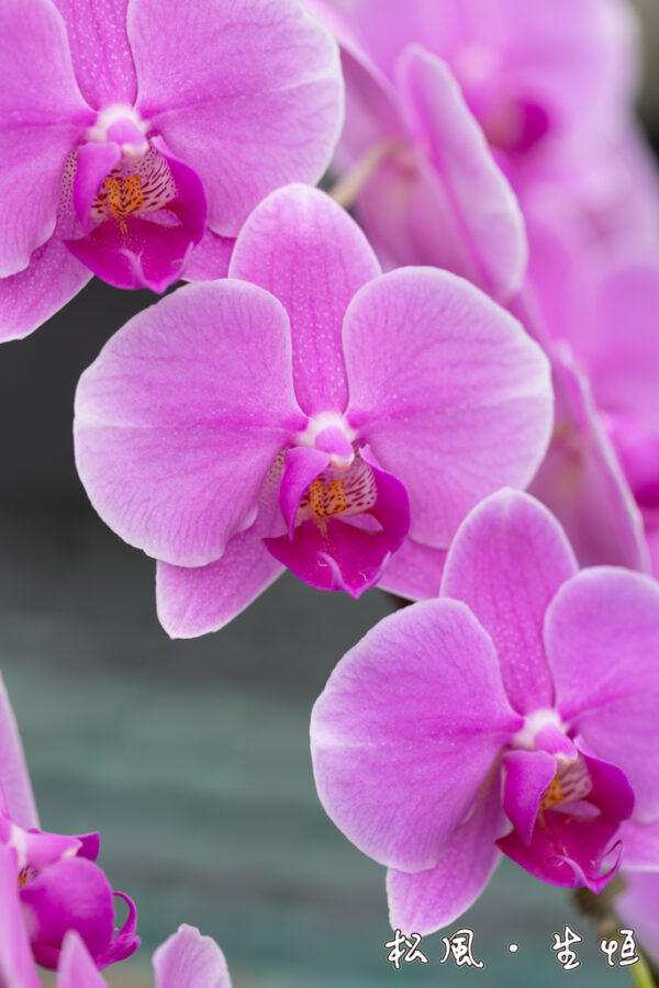 【ミディ胡蝶蘭】織姫 (Orihime) 3本立ち｜繊細なピンクのグラデーションが美しい、名前も愛らしい人気品種