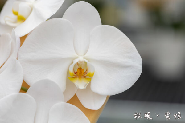 【頂級胡蝶蘭】V3 白大輪｜商務贈禮首選・開店祝い・就任祝い・純白優雅之作