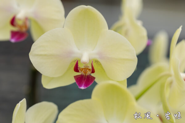 【胡蝶蘭】ザルツマン (Salzman) ｜鮮やかなイエローに赤のドットが映える個性派｜金運アップ・開店祝いに