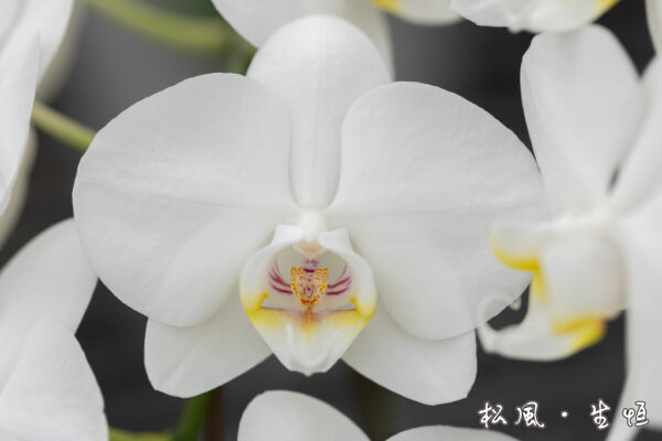 【ミディ胡蝶蘭】アマビリス (Amabilis) 3本立ち｜清楚で愛らしい白｜お祝い・誕生日・インテリアに人気の定番品種