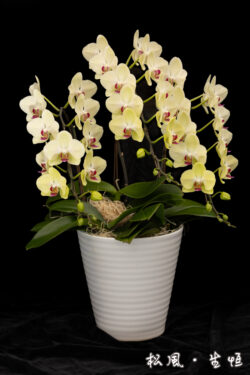 【胡蝶蘭】ザルツマン (Salzman) ｜鮮やかなイエローに赤のドットが映える個性派｜金運アップ・開店祝いに