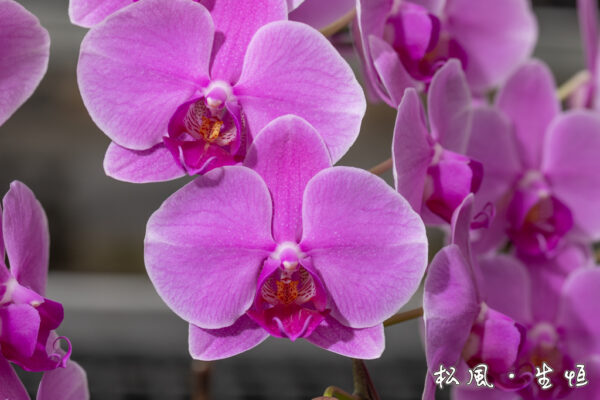 【ミディ胡蝶蘭】ズマ・ピクシー (Zuma's Pixie) ｜気品あふれるローズパープル｜古希・喜寿祝い・大人の女性へのギフト