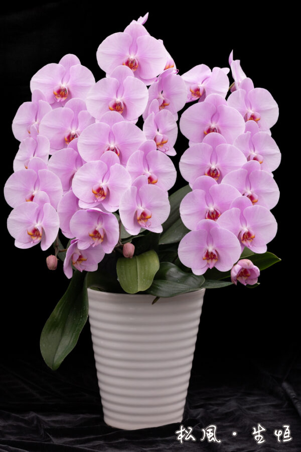 【大輪胡蝶蘭】ジェルフラワー (Jel Flower) ｜鮮やかな濃いピンクが華やか｜開店祝い・母の日・長寿祝いに人気の定番