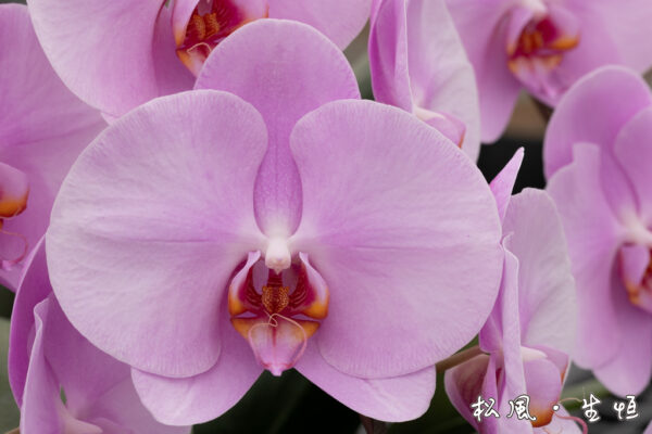 【大輪胡蝶蘭】ジェルフラワー (Jel Flower) ｜鮮やかな濃いピンクが華やか｜開店祝い・母の日・長寿祝いに人気の定番