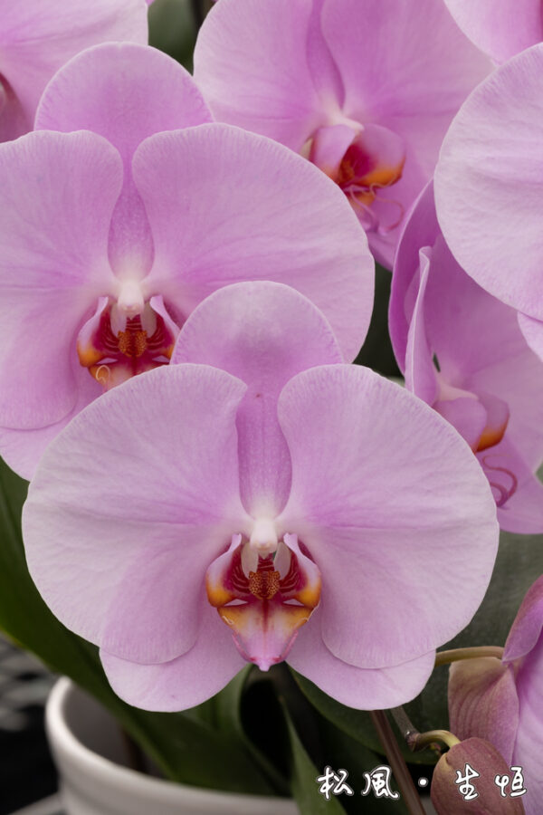 【大輪胡蝶蘭】ジェルフラワー (Jel Flower) ｜鮮やかな濃いピンクが華やか｜開店祝い・母の日・長寿祝いに人気の定番