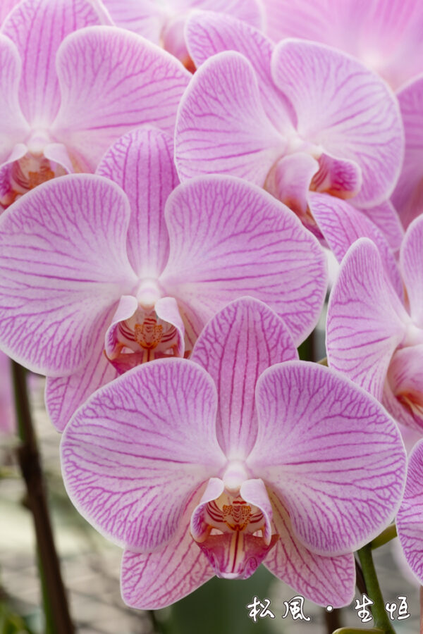 【ミディ胡蝶蘭】ツル｜愛らしいピンクのストライプ｜誕生日・母の日・インテリアに人気のロングセラー