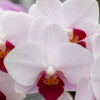 【ミディ胡蝶蘭】リトル｜縁起の良い「紅白」カラー｜長寿祝い・開店祝い・お正月飾りに