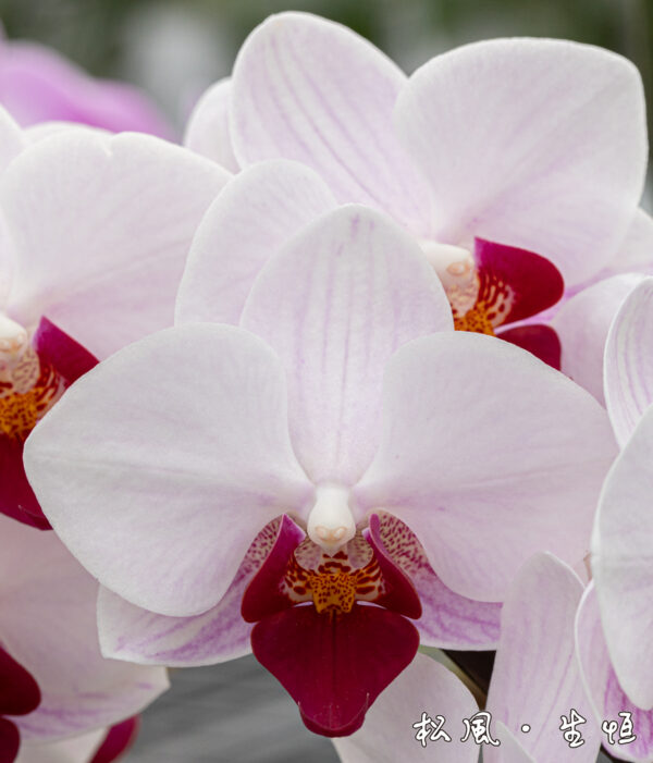 【ミディ胡蝶蘭】リトル｜縁起の良い「紅白」カラー｜長寿祝い・開店祝い・お正月飾りに