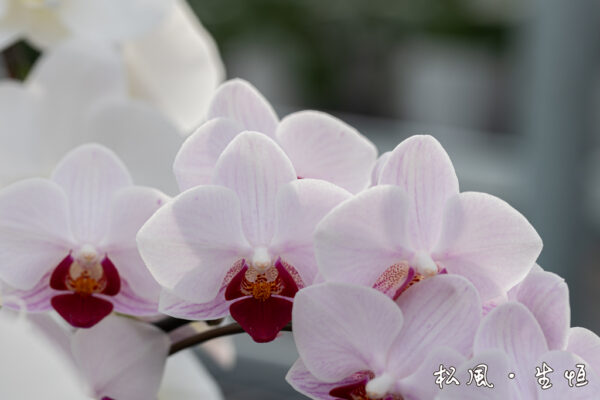 【ミディ胡蝶蘭】リトル｜縁起の良い「紅白」カラー｜長寿祝い・開店祝い・お正月飾りに