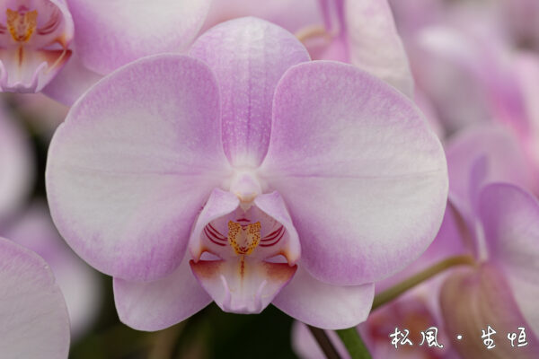 【ミディ胡蝶蘭】エンジェル (Angel) ｜天使のような優しいパステルピンク｜癒しのフラワーギフト・お見舞い・女性への贈り物