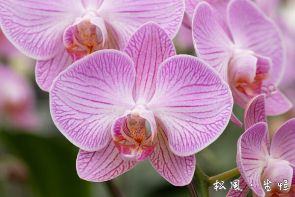 【ミディ胡蝶蘭】ツル｜愛らしいピンクのストライプ｜誕生日・母の日・インテリアに人気のロングセラー