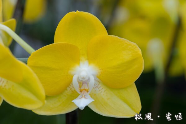 【ミディ胡蝶蘭】ソゴーメロディー (Sogo Melody) ｜鮮やかなイエローに白リップが可愛い｜金運アップ・開店祝い・元気が出る花