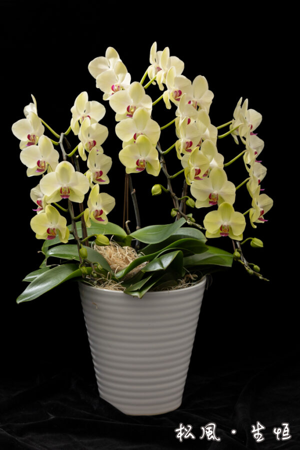 【胡蝶蘭】ザルツマン (Salzman) ｜鮮やかなイエローに赤のドットが映える個性派｜金運アップ・開店祝いに