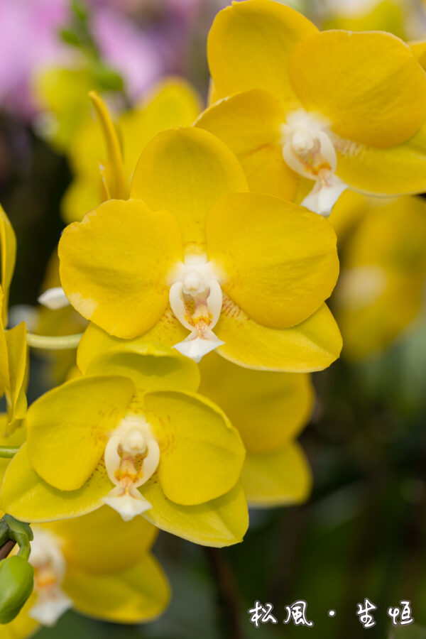 【ミディ胡蝶蘭】ソゴーメロディー (Sogo Melody) ｜鮮やかなイエローに白リップが可愛い｜金運アップ・開店祝い・元気が出る花