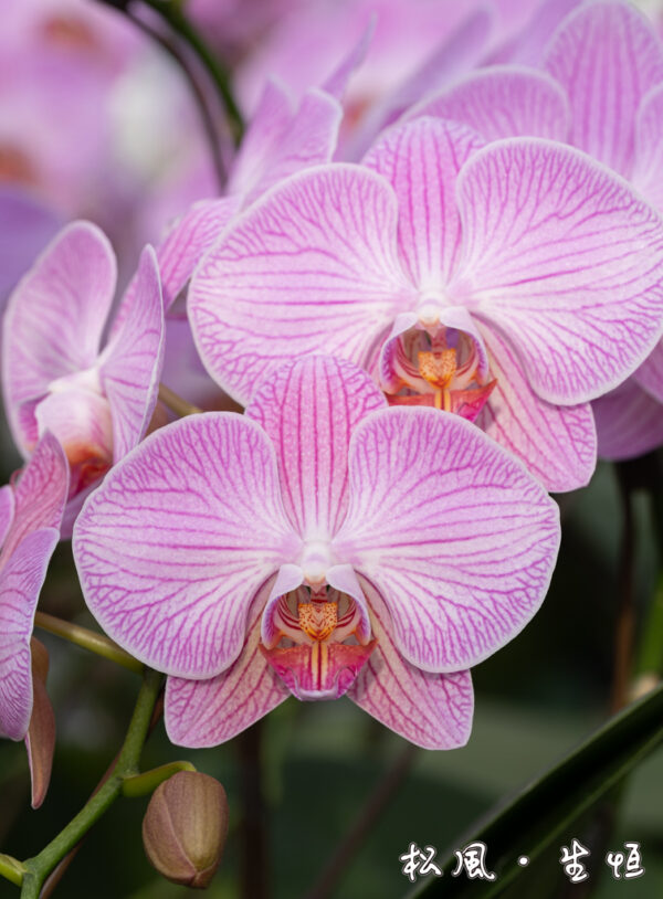 【ミディ胡蝶蘭】ツル｜愛らしいピンクのストライプ｜誕生日・母の日・インテリアに人気のロングセラー