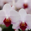 【ミディ胡蝶蘭】リトル｜縁起の良い「紅白」カラー｜長寿祝い・開店祝い・お正月飾りに