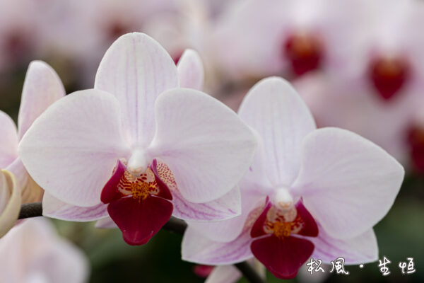 【ミディ胡蝶蘭】リトル｜縁起の良い「紅白」カラー｜長寿祝い・開店祝い・お正月飾りに