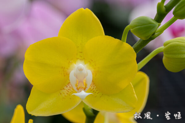 【ミディ胡蝶蘭】ソゴーメロディー (Sogo Melody) ｜鮮やかなイエローに白リップが可愛い｜金運アップ・開店祝い・元気が出る花