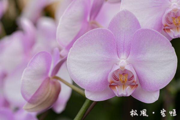 【ミディ胡蝶蘭】エンジェル (Angel) ｜天使のような優しいパステルピンク｜癒しのフラワーギフト・お見舞い・女性への贈り物