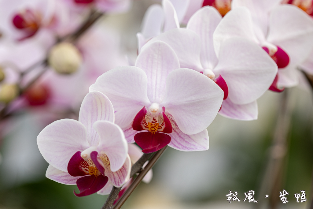orchid 25