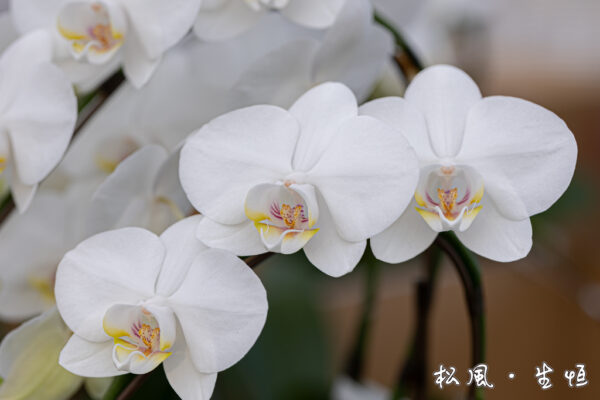 【ミディ胡蝶蘭】アマビリス (Amabilis) 3本立ち｜清楚で愛らしい白｜お祝い・誕生日・インテリアに人気の定番品種