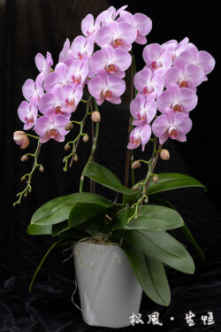 【ミディ胡蝶蘭】ツル｜愛らしいピンクのストライプ｜誕生日・母の日・インテリアに人気のロングセラー