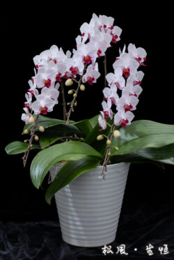 【ミディ胡蝶蘭】リトル｜縁起の良い「紅白」カラー｜長寿祝い・開店祝い・お正月飾りに