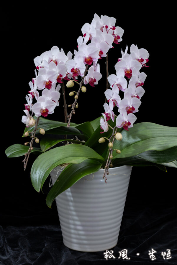 【ミディ胡蝶蘭】リトル｜縁起の良い「紅白」カラー｜長寿祝い・開店祝い・お正月飾りに