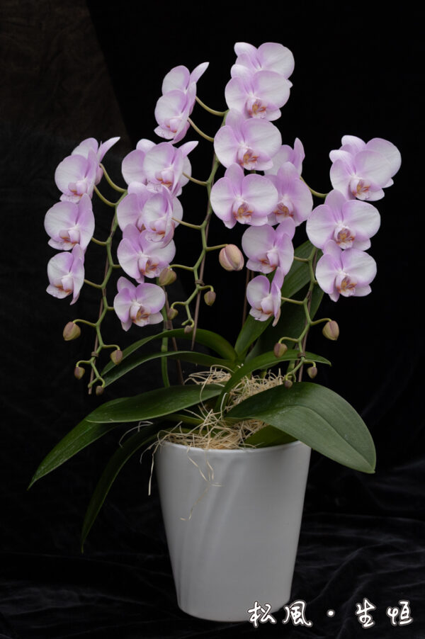 【ミディ胡蝶蘭】エンジェル (Angel) ｜天使のような優しいパステルピンク｜癒しのフラワーギフト・お見舞い・女性への贈り物