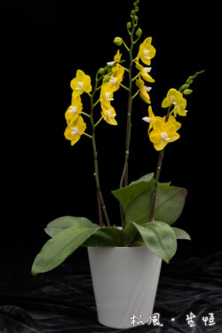 【ミディ胡蝶蘭】ソゴーメロディー (Sogo Melody) ｜鮮やかなイエローに白リップが可愛い｜金運アップ・開店祝い・元気が出る花