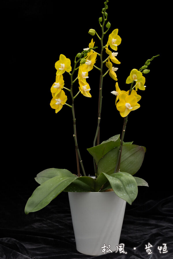 【ミディ胡蝶蘭】ソゴーメロディー (Sogo Melody) ｜鮮やかなイエローに白リップが可愛い｜金運アップ・開店祝い・元気が出る花