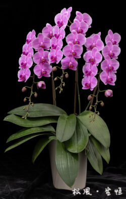 【ミディ胡蝶蘭】ズマ・ピクシー (Zuma's Pixie) ｜気品あふれるローズパープル｜古希・喜寿祝い・大人の女性へのギフト