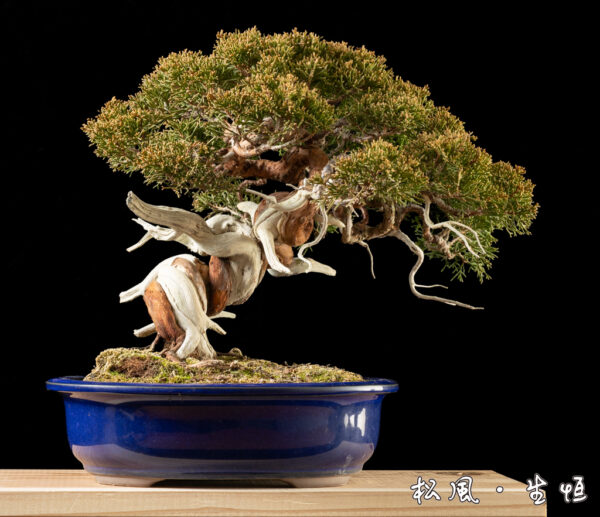 【小品盆栽】特選 真柏 (シンパク) 樹高約20cm｜白骨のような「ジン・シャリ」が美しい名木｜一点物・高級盆栽・インテリア