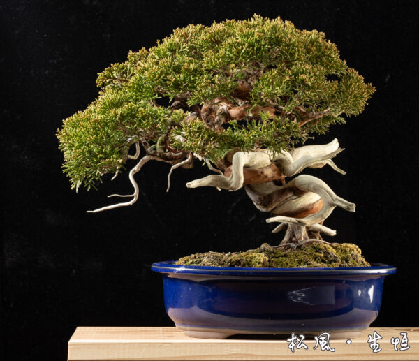 【小品盆栽】特選 真柏 (シンパク) 樹高約20cm｜白骨のような「ジン・シャリ」が美しい名木｜一点物・高級盆栽・インテリア