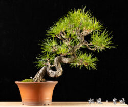 【小品盆栽】特選 黒松 (クロマツ) 模様木｜力強い幹の動きと古木感｜父の日・長寿祝い・正統派のインテリア盆栽