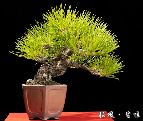 【特選小品盆栽】黒松 (クロマツ) 太幹・古木｜どっしりとした風格と荒れ肌｜愛好家推奨・一点物の高級盆栽