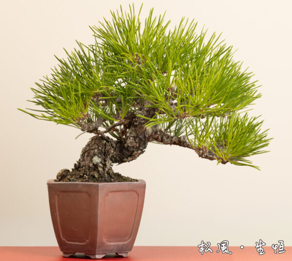 【特選小品盆栽】黒松 (クロマツ) 太幹・古木｜どっしりとした風格と荒れ肌｜愛好家推奨・一点物の高級盆栽