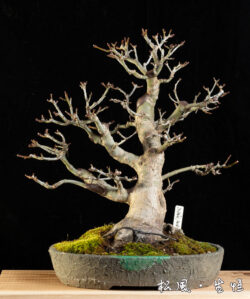 【特選雑木】獅子頭もみじ (シシガシラ) 極太幹｜燃えるような紅葉と冬の寒樹｜四季を楽しむ高級盆栽